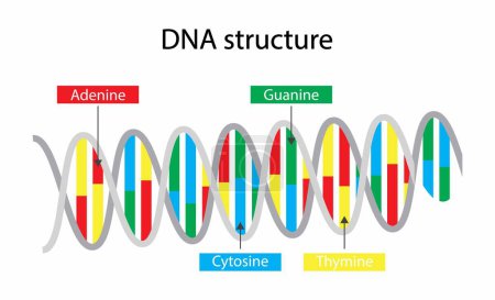 Ilustración de Ilustración de la biología, la estructura del ADN consta de dos hebras de nucleótidos que se mantienen unidos por enlaces de hidrógeno, cuatro bases nitrogenadas: adenina, timina, guanina, citosina - Imagen libre de derechos