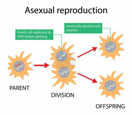 Illustration der Biologie, Asexuelle Fortpflanzung, Binärspaltung in Amöben, Binärspaltung in Euglena. Vektor-pädagogische Illustration. Fortpflanzung