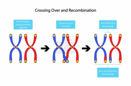 Ilustración de Ilustración de la biología, Cruce y recombinación, La recombinación genética ocurre como resultado de la separación de los genes que se produce durante la formación de gametos en la meiosis, Estructura del cromosoma - Imagen libre de derechos