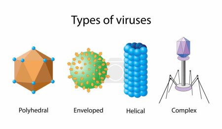 Illustration for Llustration of biology, Types of viruses, Types of viruses refers to the classification of viruses based on various factors, such as their genetic material, envelope structure - Royalty Free Image