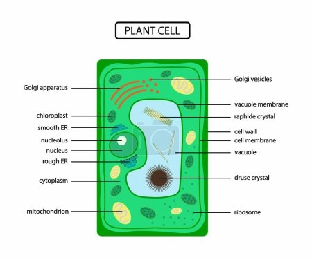 Illustration for Illustration of biology, Plant cell anatomy, Plant Cell structure, cross section of the cell detailed anatomy, Plant cells have certain distinguishing features, including chloroplasts, cell walls, and intracellular vacuoles - Royalty Free Image
