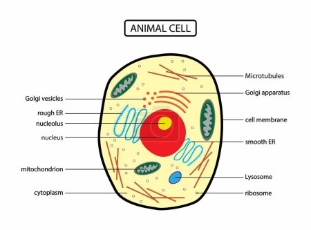 Illustration for Illustration of biology, Anatomy of animal cell, Animal cell anatomical structure with all parts including cell membrane nucleus nucleolus vacuole lysosome ribosome golgi body cytoplasm - Royalty Free Image