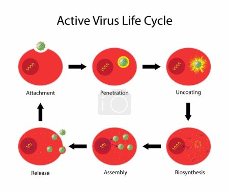 Illustration for Illustration of biology, Active virus life cycle, virus life cycle could be divided into six steps: attachment, penetration, uncoating, gene expression and replication, assembly and release - Royalty Free Image