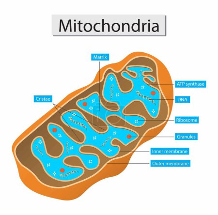 Ilustración de Ejemplo de biología, las mitocondrias son orgánulos celulares unidos por membrana que generan la mayor parte de la energía química necesaria para alimentar las reacciones bioquímicas de la célula - Imagen libre de derechos