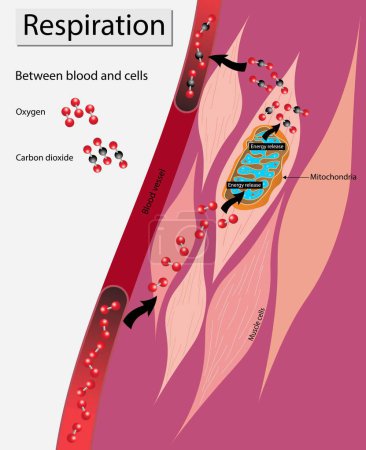 Illustration for Illustration of Biology, Respiration between blood and cells, The exchange of gases between the blood and tissue cells is internal respiration, cellular metabolism, cellular respiration - Royalty Free Image