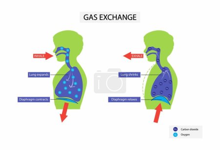 Ilustración de Illust of biology, Sistema de intercambio de gas humano, Viajes de oxígeno de los pulmones al corazón, Los pulmones se expanden y contraen al inhalar y exhalar, Durante el intercambio de gas el oxígeno se mueve de los pulmones al torrente sanguíneo - Imagen libre de derechos