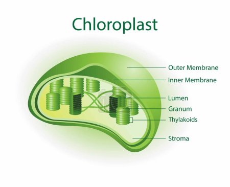 Illustration for Illustration of biology, Chloroplast is an organelle that contains the photosynthetic pigment chlorophyll that captures sunlight and converts it into useful energy - Royalty Free Image