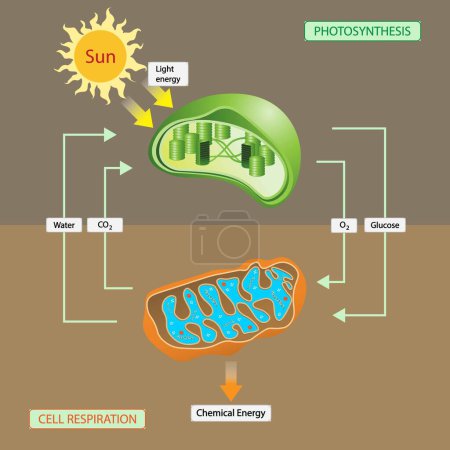 Ilustración de Ilustración de la biología, La fotosíntesis es el proceso por el cual las plantas utilizan la luz solar, el agua y el dióxido de carbono para crear oxígeno y energía en forma de azúcar, respiración celular, las plantas utilizan la luz solar - Imagen libre de derechos