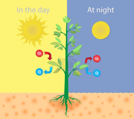 Téléchargez les illustrations : Illustration de Biologie et physique, Echange gazeux d'arbres pendant le jour et la nuit, Echange gazeux de plantes, Processus de photosynthèse visualisation simple avec des plantes, Physiologie de l'échange gazeux de plantes - en licence libre de droit