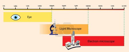 illustration of physics, Looking at small objects with the eye and with light microscope and electron microscope, Light versus Electron Microscopy