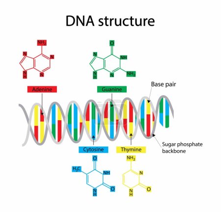 ilustración de la biología, la estructura del ADN consta de dos hebras de nucleótidos que se mantienen unidos por enlaces de hidrógeno, cuatro bases nitrogenadas: adenina, timina, guanina, citosina