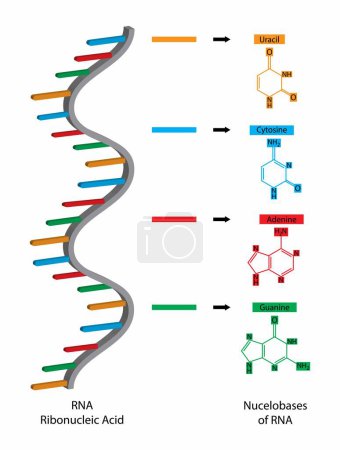 Téléchargez les illustrations : Illustration de la biologie, l'acide ribonucléique est une molécule qui est impliquée dans diverses cellules, nucléobases de l'ARN sont adénine, guanine, cytosine, uracil, Ce sont les mêmes nucléobases trouvées dans l'ADN, types de rna, - en licence libre de droit