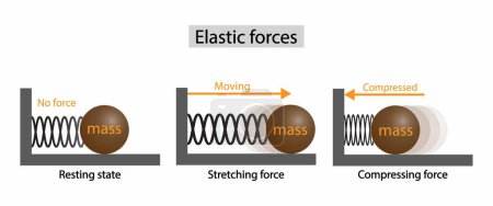 Illustration for Illustration of physics, elastic forces, Elastic force, stretch, resting, compressed tension. Elasticity potential energy graphic, Elastic force - Royalty Free Image