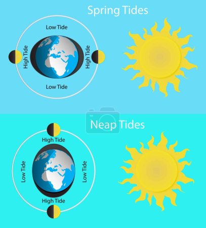 Illustration for Illustration of physics and astronomy, Spring tides and Neap tides, Lunar and Solar tides, Diagram showing earth tides, The Earth revolves around itself and receives sunlight - Royalty Free Image