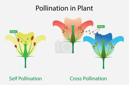 Ilustración de Ilustración de la biología, La polinización en la planta, La polinización es la transferencia de polen de una antera de una planta al estigma de una planta, lo que permite la fertilización y la producción de semillas - Imagen libre de derechos