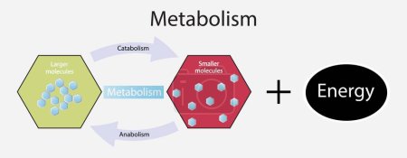 Ilustración de Ilustración de la biología, Metabolismo es el proceso por el cual el cuerpo transforma los alimentos y bebidas en energía, tres funciones principales del metabolismo, reacciones químicas en los organismos - Imagen libre de derechos