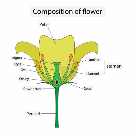 Illustration for Illustration of biology, Composition of flower, Diagram of a flower showing the pistil, stigma, style, ovary, stamen, Flower Structure - Royalty Free Image
