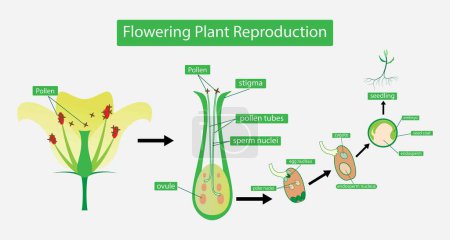 Illustration for Illustration of biology, Flowering plant Reproduction, Flowers contain male sex organs call stamens, Plant reproduction is the production of new offspring in plants, Reproduction in angiosperms - Royalty Free Image