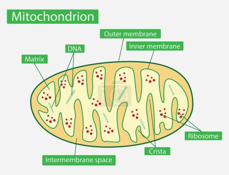 Illustration for Illustration of biology, Mitochondria, Cross-section view, Structure of mitochondrion, mitochondria is an organelle found in the cells of most eukaryotes, animals, plants and fungi - Royalty Free Image