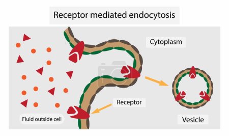 Illustration for Illustration of biology, Receptor mediated endocytosis is a process by which cells absorb metabolites, hormones, proteins and in some cases viruses by the inward budding of the plasma membrane - Royalty Free Image