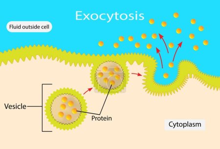 Illustration for Illustration of biology, Exocytosis, Fusion of secretory vesicles with the plasma membrane results in the discharge of vesicle content into the extracellular space - Royalty Free Image