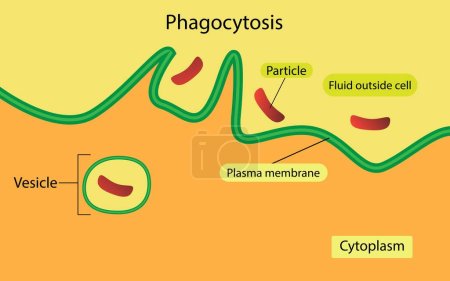 Illustration for Illustration of biology, Phagocytosis is the process by which a cell uses its plasma membrane to engulf a large particle, type of endocytosis - Royalty Free Image