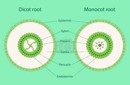 Illustration for Illustration of Biology, Monocot stem, Dicot stem, dicot stems have trichomes, monocot stems do not have trichomes, phloem and xylem - Royalty Free Image