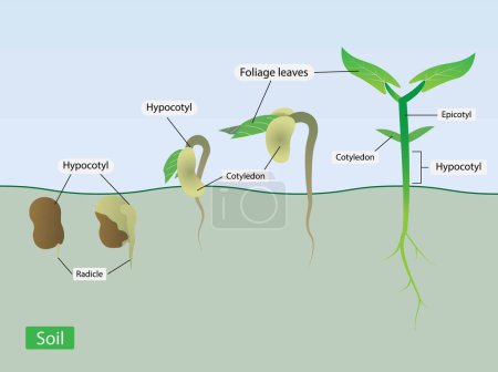Illustration for Illustration of biology, patterns of change in seed, cotyledons expand, throw off the seed shell and become photosynthetic above the ground, is epigeal germination - Royalty Free Image