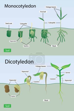 illustration of biology, Growth of monocotyledon and dicotyledonous plants, patterns of change in seed, Monocots and dicots vector illustration, Labeled comparison division scheme