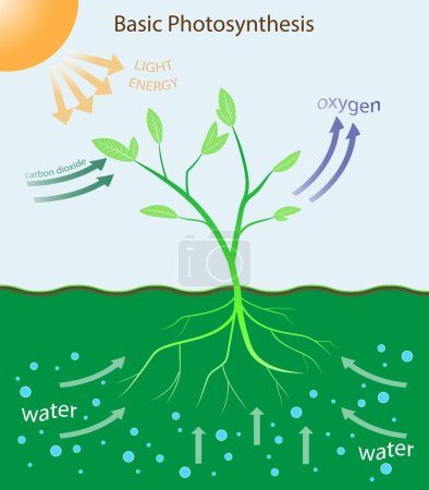 Téléchargez les illustrations : Illustration de la biologie, Photosynthèse, affiche d'enseignement avec le processus de respiration cellulaire d'une plante en croissance avec des feuilles, Arbre produire de l'oxygène en utilisant la pluie et le soleil - en licence libre de droit