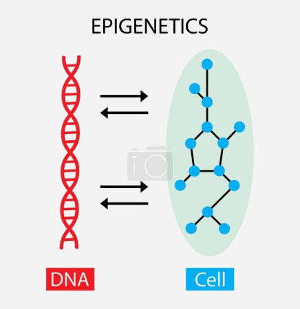 illustration of biology, Epigenetic, the traditional genetic basis for inheritance, epigenetic mechanisms: the acetylation or methylation of dna can activate or not the gene transcription