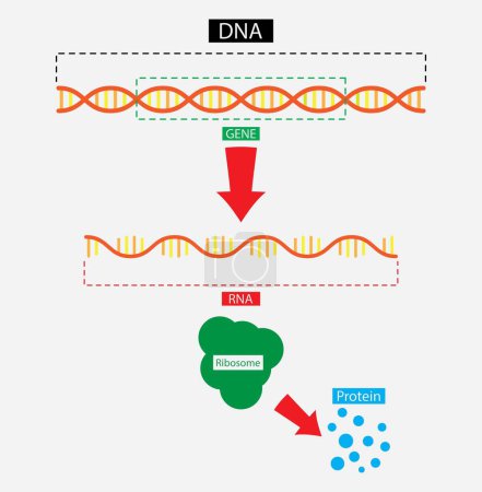 illustration of biology, Scientific biological model DNA and RNA transcription and translation, Molecular Structure Of DNA