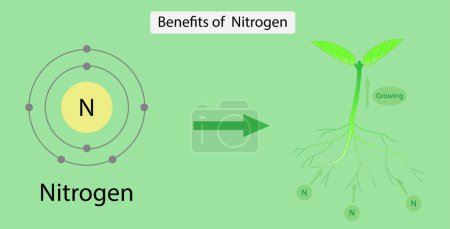 Illustration for Illustration of chemistry, Benefits of Nitrogen, Nitrogen is so vital because it is a major component of chlorophyll, photosynthesis, Nitrogen is an essential nutrient for plant growth - Royalty Free Image