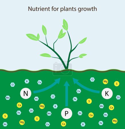 Illustration for Illustration of chemistry and biology, Nutrient for plants growth, Role of nutrients mineral in plant and soil life with mineral nutrients, biochemistry - Royalty Free Image