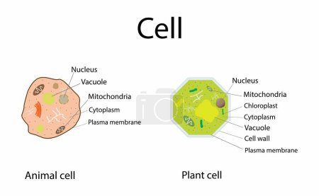 Illustration for Illustration of biology, Plant Cells and Animal Cells, Plant cell structure with inner parts labeled description outline diagram, Animal cell diagram - Royalty Free Image