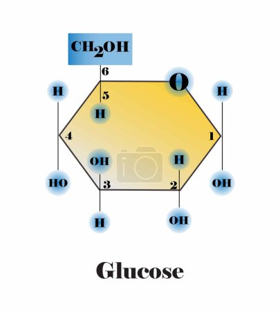 Illustration for Illustration of chemistry and biology, Glucose, Structural chemical formula and model, Chemical structure of glucose, Sugar, carbohydrates - Royalty Free Image