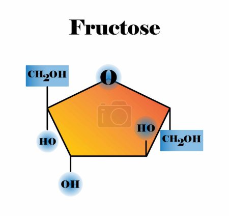 Illustration for Illustration of biology and chemistry, Fructose molecular, Molecular formula and chemical structure of fructose, fructose monosaccharide, simple sugar - Royalty Free Image