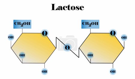Ilustración de Illust of biology and chemistry, Molécula de lactosa, Fórmula química y modelo de molécula de lactosa, Efecto de la enzima lactasa en la molécula de azúcar de lactosa, Hidrólisis de lactosa - Imagen libre de derechos