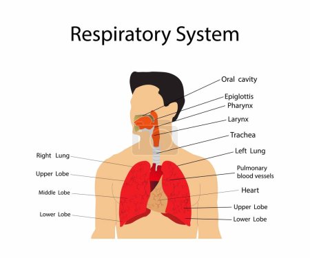 Illustration for Illustration of biology and medical, Respiratory system of human, anatomy and physiology, Human respiratory system, Anatomy of human lung - Royalty Free Image