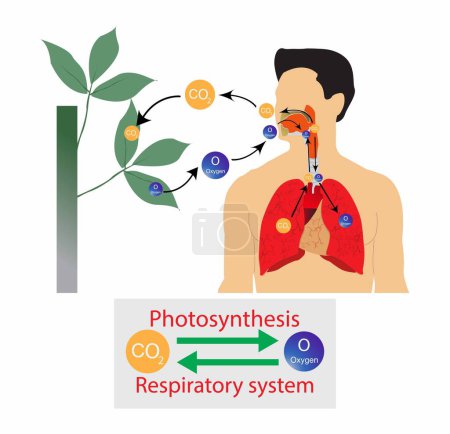Illustration for Illustration of biology, Human respiratory system and photosynthesis of plants, gas exchange between animals and plants, Human gas exchange system - Royalty Free Image