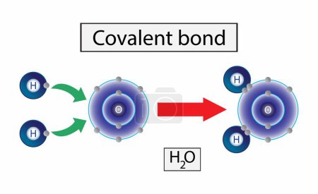 Illustration der Chemie, Kovalente Bindung, Kovalente Bindung z. B. Wassermolekül (H2O), Kovalente Bindungen einschließlich Einfach-, Doppel- und Dreifachbindungen, Wissenschaftliche Gestaltung kovalenter Bindungstypen