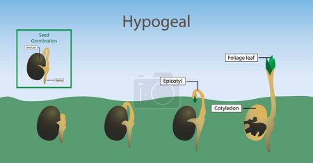 Illustration for Illustration of biology, Hypogeal, cotyledons expand, throw off the seed shell and become photosynthetic above the ground, is epigeal germination - Royalty Free Image