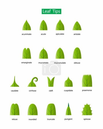 illustration of biology and plant kingdom, Leaf bases, Morphology of Leaf, Leaves can have many different shapes, sizes and textures, leaves is any of the principal appendages of a vascular plant stem