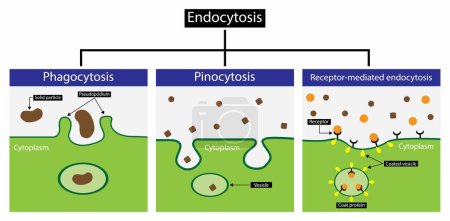 Illustration for Illustration of biology,Endocytosis is a cellular process in which substances are brought into the cell, Endocytosis includes pinocytosis and phagocytosis, It is a form of active transport - Royalty Free Image