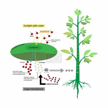 Illustration for Illustration of biology and plant kingdom, Photosynthetic membranes and organelles, Photosynthesis is a process used by plants and other organisms to convert light energy into chemical energy - Royalty Free Image