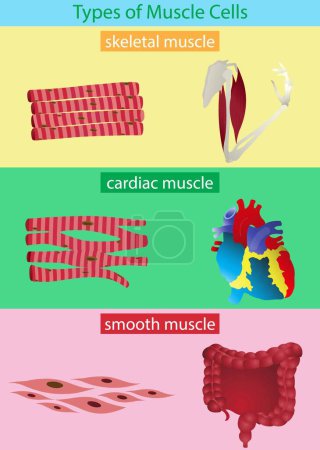 Illustration for Illustration of Biology, types of muscle tissue are cardiac, smooth and skeletal, Cardiac muscle cell, Skeletal muscle cell, Smooth muscle cell, skeletal muscle fiber structure - Royalty Free Image