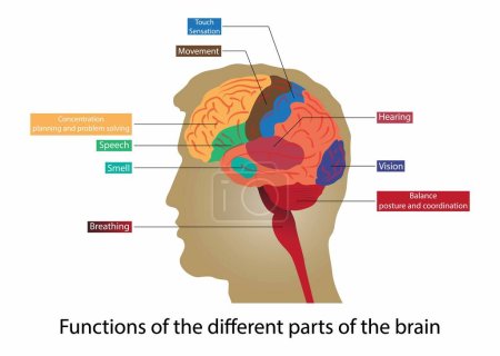Téléchargez les illustrations : Illustration de la biologie et de la médecine, Fonctions des différentes parties du cerveau, Le cerveau est composé de trois structures principales, le cerveau, le cervelet et le tronc cérébral - en licence libre de droit