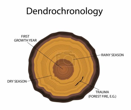 Téléchargez les illustrations : Illustration de la biologie et du règne végétal, Dendrochronologie est la méthode scientifique de datation des anneaux d'arbres à l'année exacte de leur formation, couche de bois, Coupe transversale d'un arbre, anatomie d'un tronc - en licence libre de droit