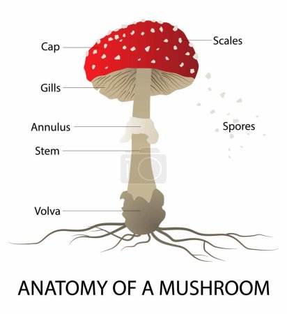 Ilustración de Illust of Biología y reino vegetal, Anatomía de un hongo, hongo o seta es el cuerpo carnoso, esporoso fructífero de un hongo, típicamente producido sobre el suelo - Imagen libre de derechos
