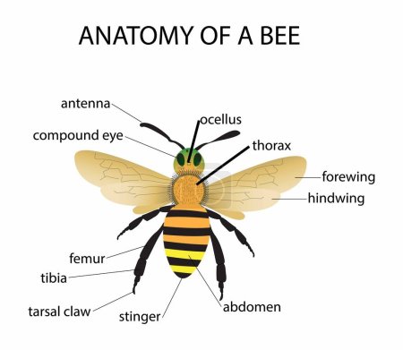Téléchargez les illustrations : Illustration de la biologie et des animaux, anatomie de l'abeille domestique, anatomie de l'abeille domestique, les abeilles sont des insectes ailés étroitement liés aux guêpes et aux fourmis, les abeilles se nourrissent de nectar et de pollen - en licence libre de droit